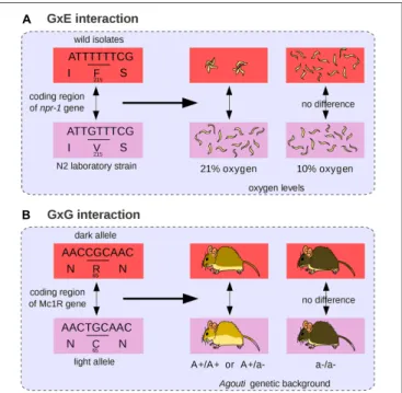 FIGURE 4 | Gene-by-environment (GxE) and GxG interactions. (A) The npr-1 coding mutation affects nematode aggregation behavior at 21% oxygen levels but not at 10% (Andersen et al., 2014)