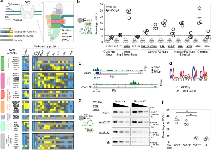 Fig. 1 The hnRNP K-like protein Hek2 speci ﬁ cally associates with a subset of NPC mRNAs