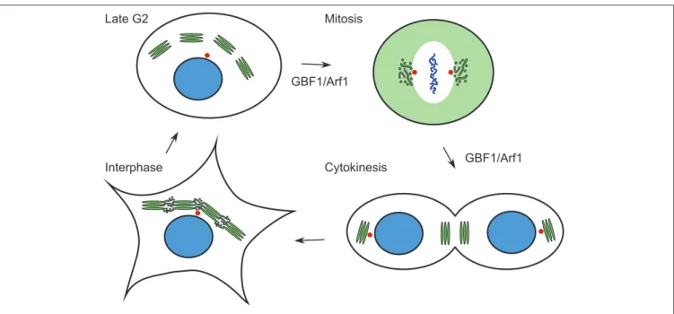 FIGURE 2 | Changes in Golgi morphology during the cell cycle. The Golgi ribbon is composed of saccular regions interconnected by tubulo-vesicular zones in interphase