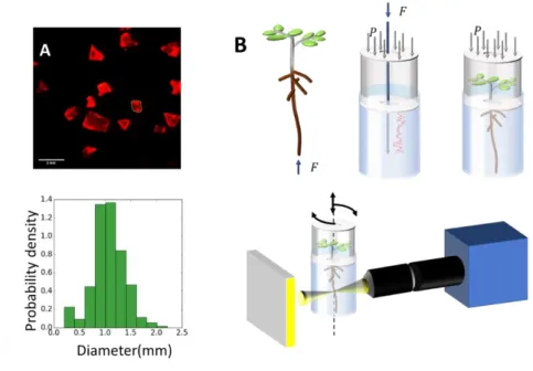 Figure  1.  Experimental  system  for  the  study  of  root  trajectories  in  response  to  soil  662 