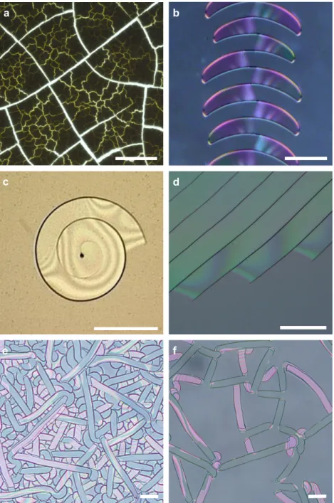 Figure 1: Cracks in thin films. The standard propagation of isolated cracks in a thin drying layer of corn starch leads to a hierarchical network where new cracks branch perpendicularly to older ones (a, h f = 2.7 mm, scalebar 1 cm)