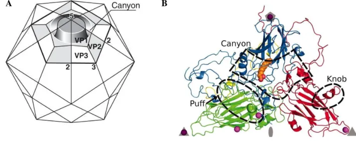 Figure 3. Structure de la surface de la capside des entérovirus 