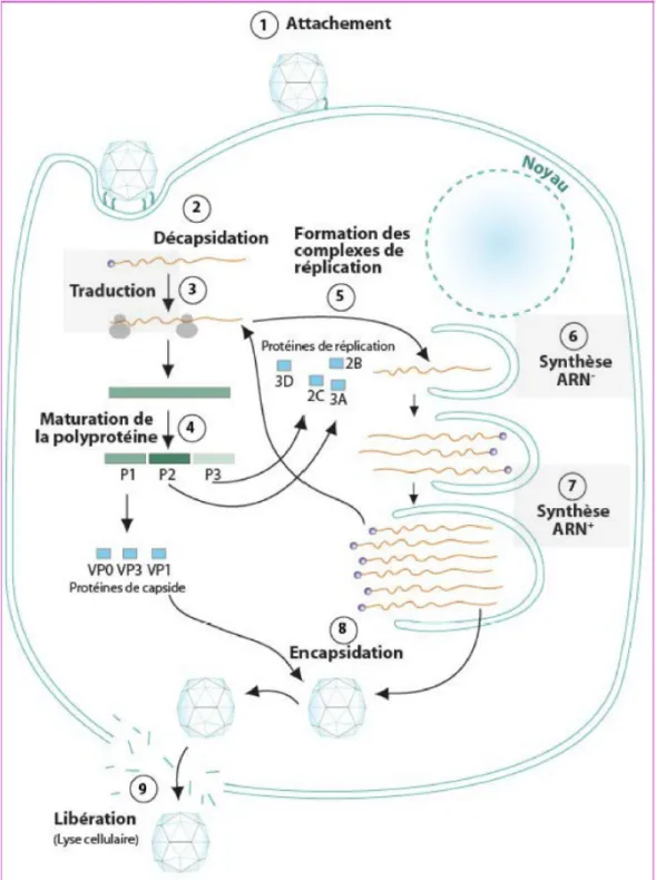 FIGURE 7. Cycle viral des Picornavirus 