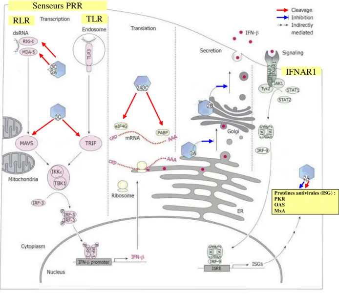 Figure 19. Mécanisme moléculaire d’inhibition de la synthèse d’interféron lors d’une infection par  un entérovirus 