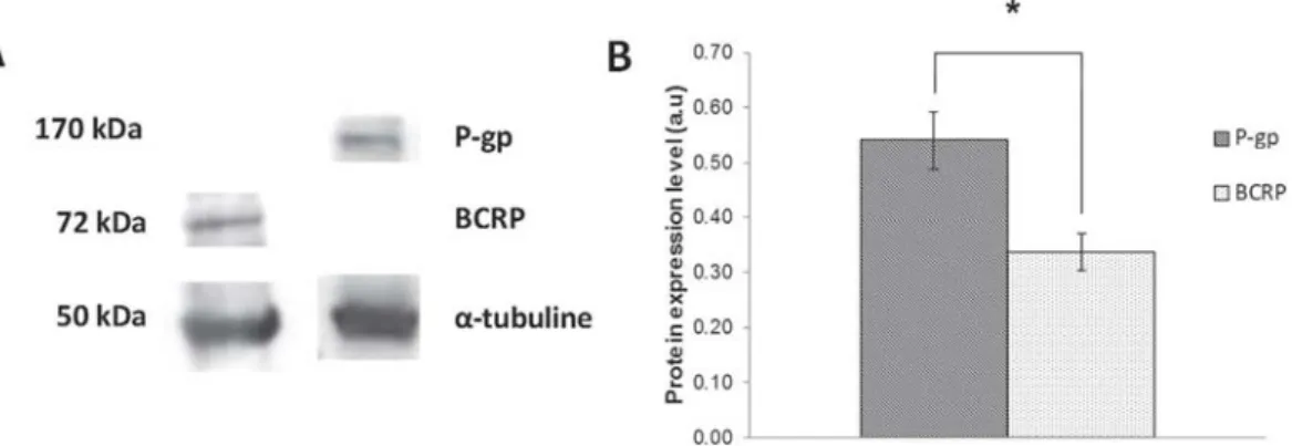 Figure 1.  Basal coexpression of BCRP and P-gp in SUM1315 cell line. (A) P-gp and BCRP expression  were analyzed using Western blot analysis