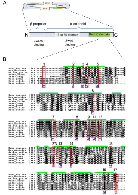 Figure 2 Mutations in the Rod_C domain examined in this study