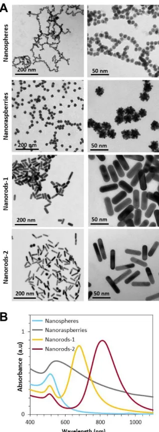 Figure  1.  Panel  of  gold  nanoparticles.  A.  TEM  images  of  the  nanoparticles  dispersed  in  water,  from  top  to  bottom:  single-core  nanospheres,  multi-core  nanoraspberries,  nanorods-1  and nanorods-2