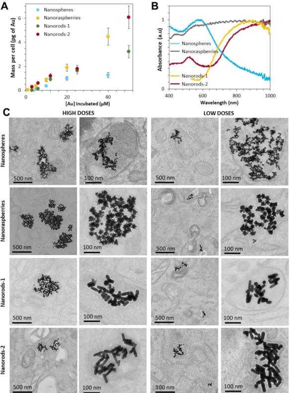 Figure 2: Internalization of the gold nanoparticles (nanospheres nanoraspberries, nanorods-1  and  nanorods-2)  in  cancer  cells