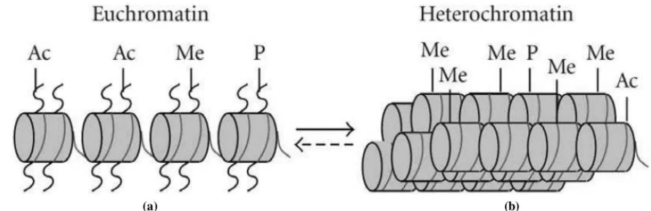 Figure 3 : Euchromatin and Heterochromatin. Histone tails have three types of modification including acetylation (Ac), phosphorylation (p), and methylation (Me) [14] .