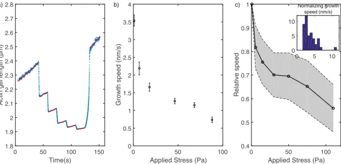 Figure 5.  Stress-dependent growth. (a) Actin gel length measured by the distance between the faces of two  cylinders as a function of time