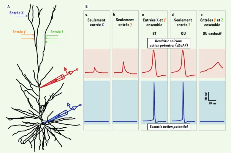 Figure 2. Diagramme illustrant la capacité de calcul avancée des dendrites de la couche II-III du cortex cérébral humain