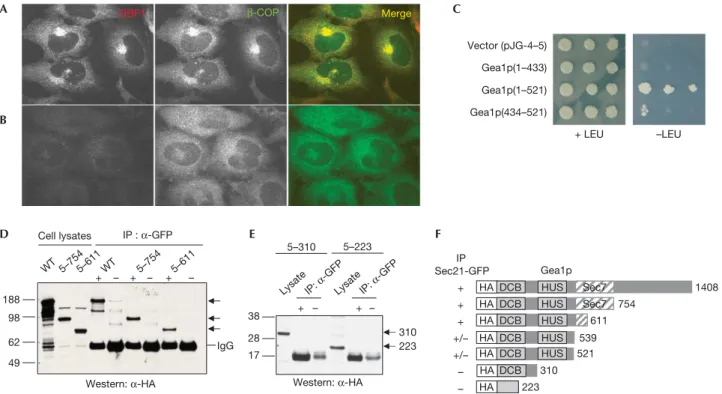 Fig 1 | Functional and physical interaction between GBF/Gea Arf guanine nucleotide exchange factors and the COPI coat