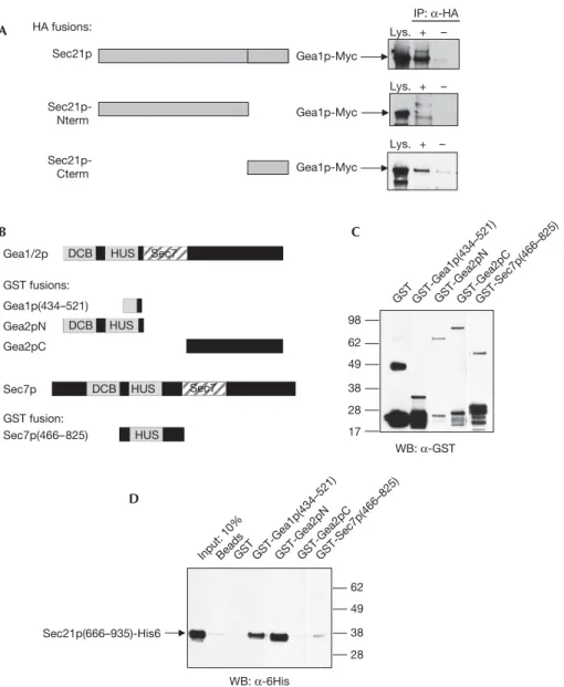 Fig 2 | Gea1p interacts with the carboxy-terminal appendage domain of Sec21p. (A) Cell lysates were prepared from strain CJY110 GEA1H13xMyc carrying plasmids expressing the indicated portions of Sec21p-HA (Sec21p-Nterm: aa 1–665; Sec21p-Cterm: aa 666–953),
