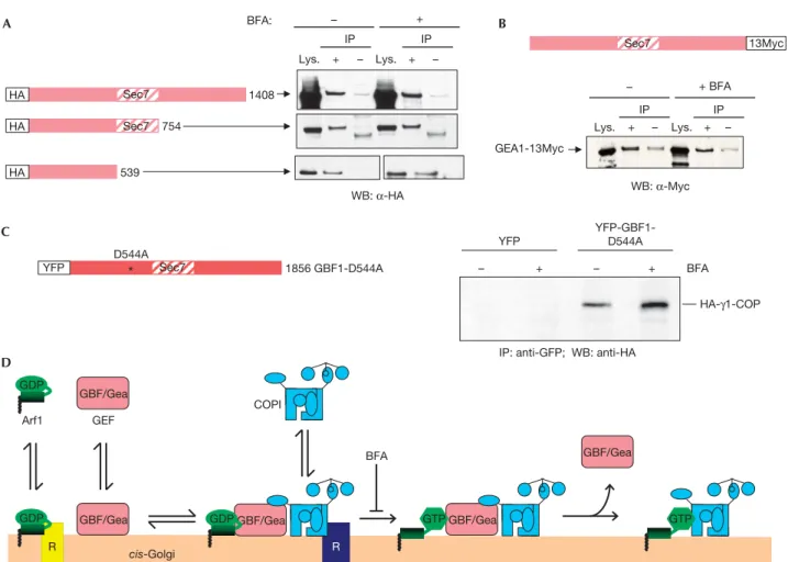 Fig 4 | Interaction between Gea1p/GBF1 and g-COP occurs independently of Arf activation