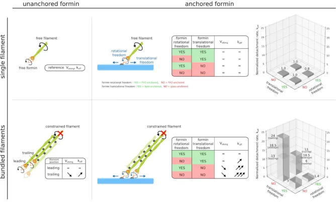 Figure 6: Schematic summary of the impact of filament bundling and formin anchoring on formin activity