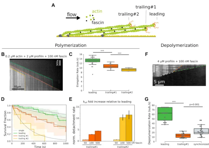 Figure 2: Fascin-induced bundling slows down trailing actin filament barbed end elongation and     increases trailing formin detachment rate