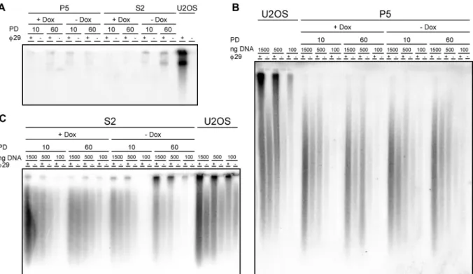 Figure 4. Mild increase in t-circles in the RTEL1-deficient S2 but not in the P5 fibroblasts