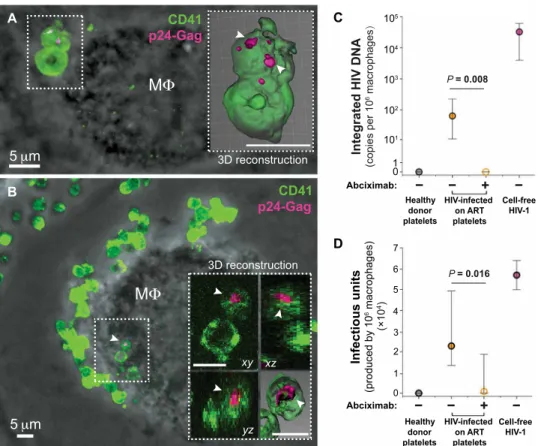 Fig. 2. Transfer of HIV from platelets to macrophages in vitro. (A and B) Representative confocal microscopy im- im-ages of HIV-containing platelets interacting with macrophim-ages (M  ) in vitro after immunostaining for CD41 (green)  and p24-Gag (pink); 