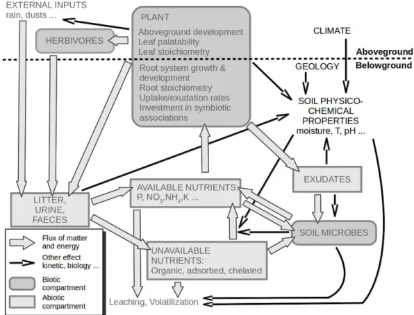 Figure 1.1.: Schematic representation of the interplays between plant nutrient strategies, plant- plant-soil interactions and nutrient cycling.