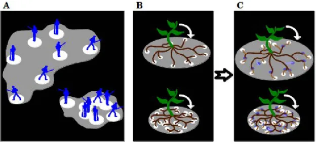 Figure 1.2.: Illustration of the distinction between exploration and occupation for plants, from the guerilla vs