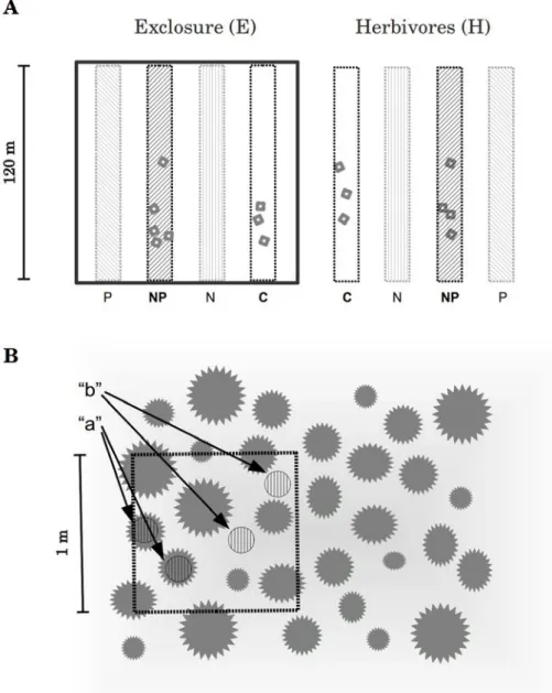 Figure 3.1.: Schematic representation of eld experiment and sampling design. Panel A shows one of the two blocks set up in 2008