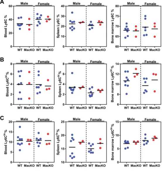 Figure 1. Myeloid AMPK does not alter myelopoiesis. WT and MacKO  male and female mice were injected with the PCSK9-AAV and fed a WD for 12  weeks