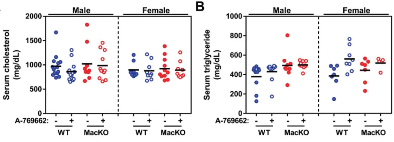 Figure 3. Myeloid AMPK signaling does not change total levels of 