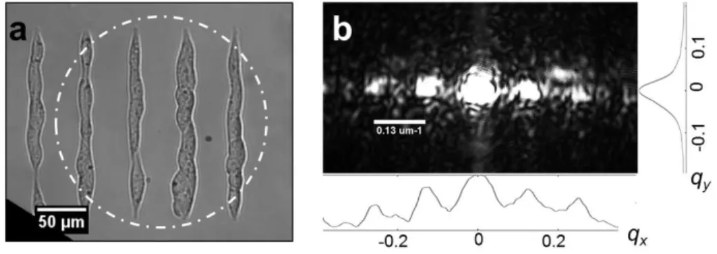 Figure 3. 1D structure. (a) Bright field image of cells deposited on adherent stripes of 200 µm and (b) its corresponding measured speckle pattern
