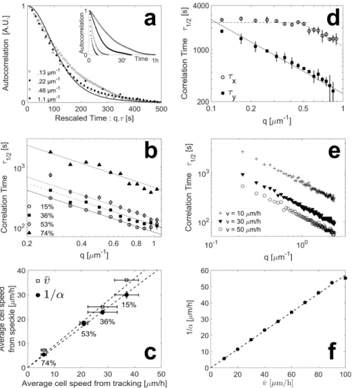 Figure 5. Speckle time-correlation function and mean cell velocity. (a) Intensity- Intensity-Intensity autocorrelation functions for different values of q , in the case of 2D cellular layer (15% confluency)