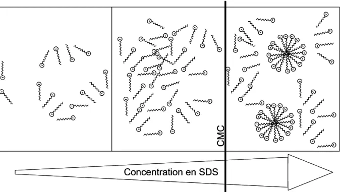 Figure 16 : Représentation schématique des espèces présentes dans une solution aqueuse de SDS en  fonction de la concentration