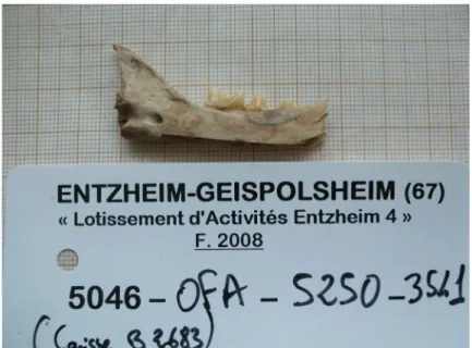 Fig. 4: cat mandible from the archeological site of Entzheim-Geispolsheim, France, dated  to around 2,400 years ago (archeozoological determination: Olivier Putelat)