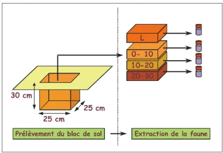 Figure 9 : Schéma du protocole TSBF d'extraction de la faune du sol 