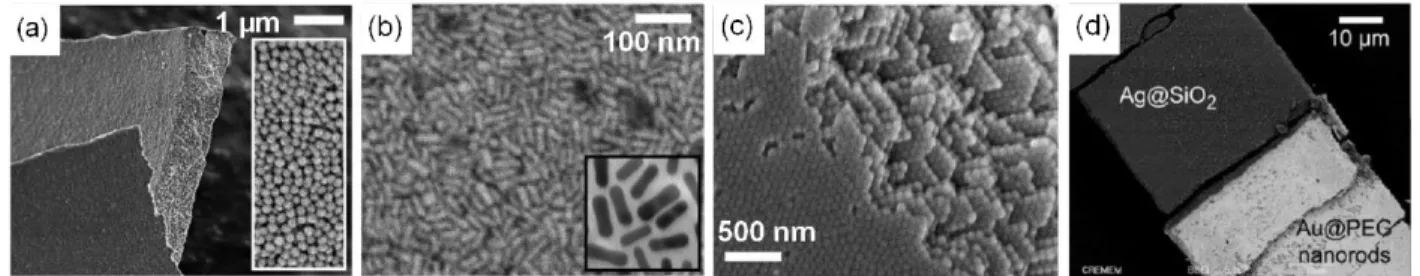 Figure 40: Dense structures generated using the technique of microfluidic pervaporation and observed with SEM