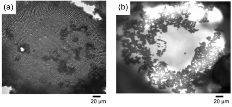 Figure 49: Microscope image of a drop covered by latex particles at: (a) pH=1 et (b) pH=4.8 110 