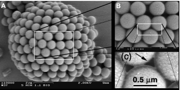 Figure 53: (a) SEM image of a dry colloidosome made from polystyrene particles of diameter 0.9 µm