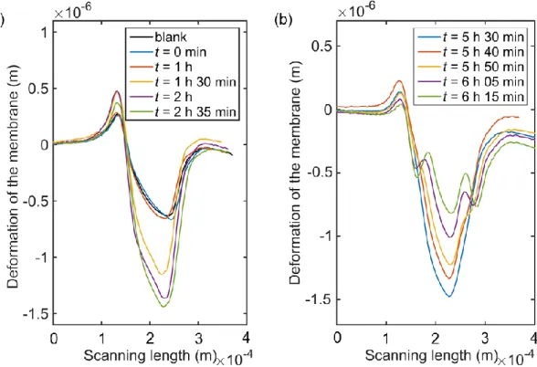 Figure 72: Sequence of optical profilometry measurements of the membrane’s deformation while concentrating 1% 