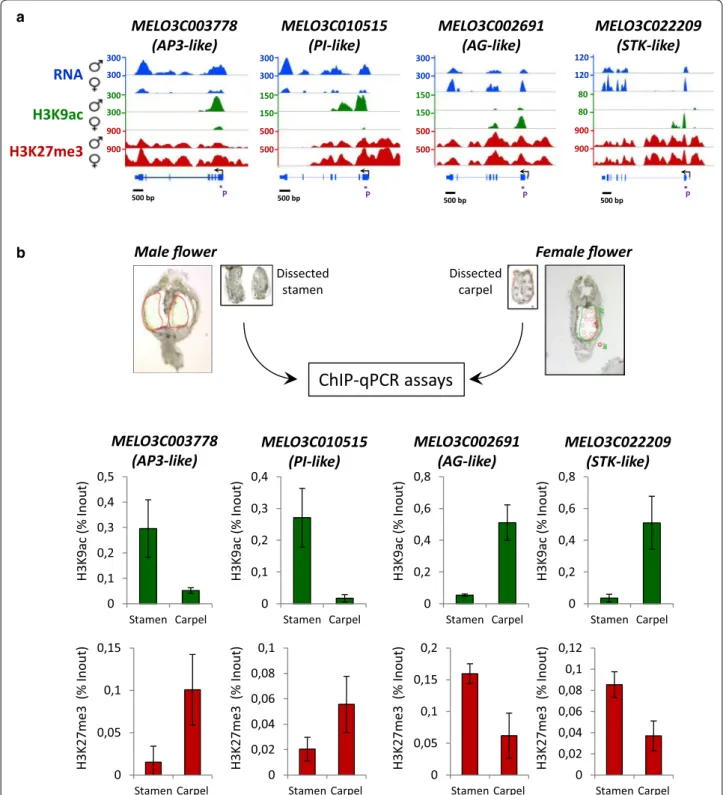 Fig. 4  Carpel and Stamen epigenetic analysis of melon transcription factors. a H3K9ac and H3K27me3 profiles and RNA levels of four transcription  factors in female and male flowers