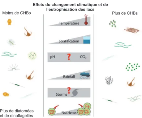Figure I. 1.: Schéma récapitulatif des effets potentiels de l'eutrophisation et des changements  climatiques sur la fréquence des proliférations des cyanobactéries