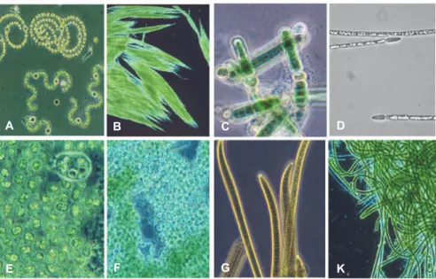 Figure  I.  2.:  Principaux  genres  de  cyanobactéries  hétérocystées  (A,  B,  C  et  D)  et  non  hétérocystées  (E,  F,  G  et  H)