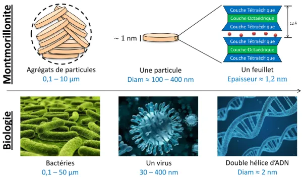 Figure 2. Analogie entre les tailles de bactéries, virus et ADN rencontrés dans le domaine de la biologie et les tailles  des agrégats, d'une particule et d'un feuillet d'une montmorillonite sodique