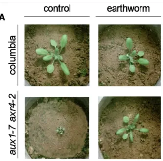 Figure  5  :  Photographie  d’Arabidopsis  thaliana  montrant  l’effet  du  vers  Aporrectodea  caliginosa  sur  le  mutant aux1-7,axr4-2 (Puga- Freitas et al
