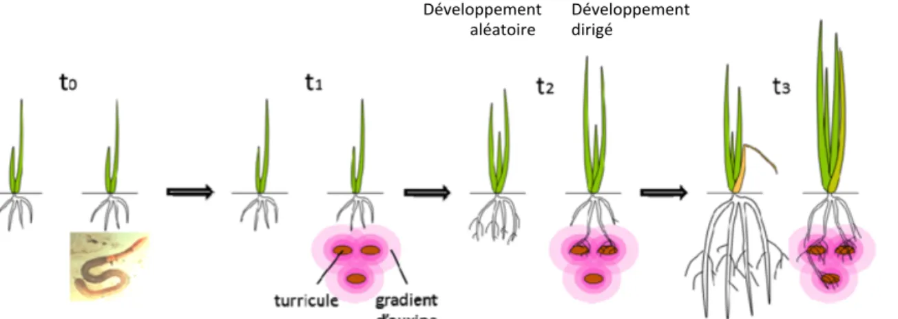 Figure 6 : Hypothèse sur le couplage entre l’émission de molécules signal et le prélèvement de nutriments 