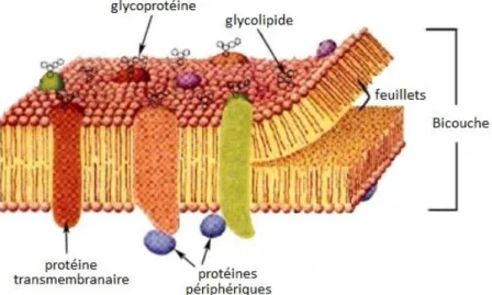 FIGURE 1.17  :  Représentation  schématique  d’une  membrane  cellulaire  constituée  de  phospholipides