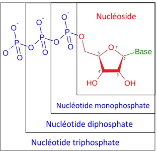 FIGURE 1.31 : Structures moléculaires d’un nucléoside et des différents nucléotides dérivés.