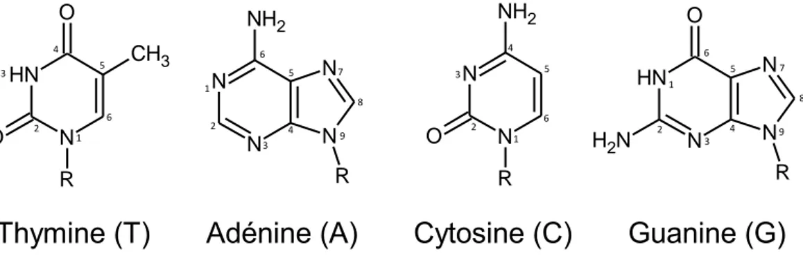 FIGURE 1.32 : Structures moléculaires des quatre bases azotées présentes dans l’ADN.