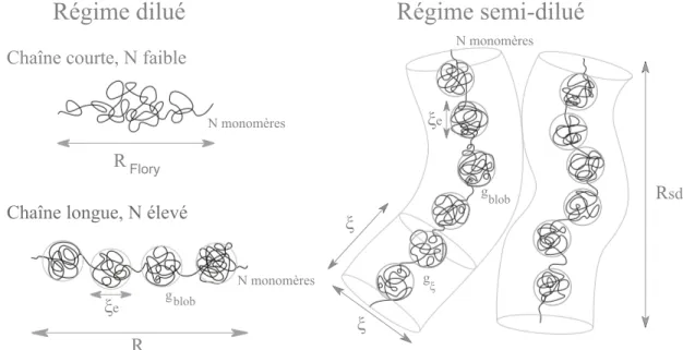 Figure 3.5 – Représentation schématique de pelotes de polyélectrolytes en régime dilué et semi- semi-dilué et leurs dimensions caractéristiques