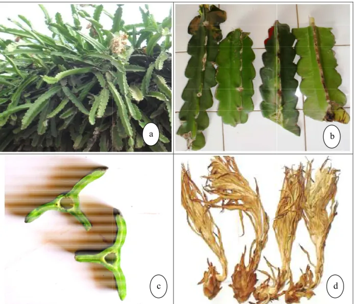 Figure 2 : Cereus triangularis