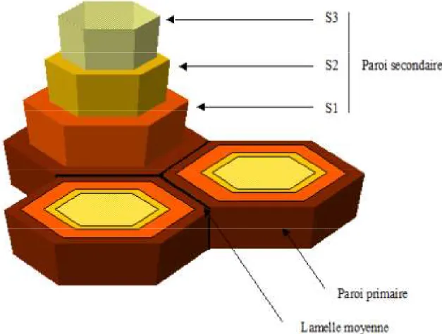 Figure 3 : Représentation schématique de la paroi cellulaire (Muschitz et al., 2009)  Les polysaccharides de la paroi végétale représentent jusqu’à 90 % en masse des constituants  pariétaux  et  sont  qualifiés  de  polysaccharides  pariétaux  (Carpita  et