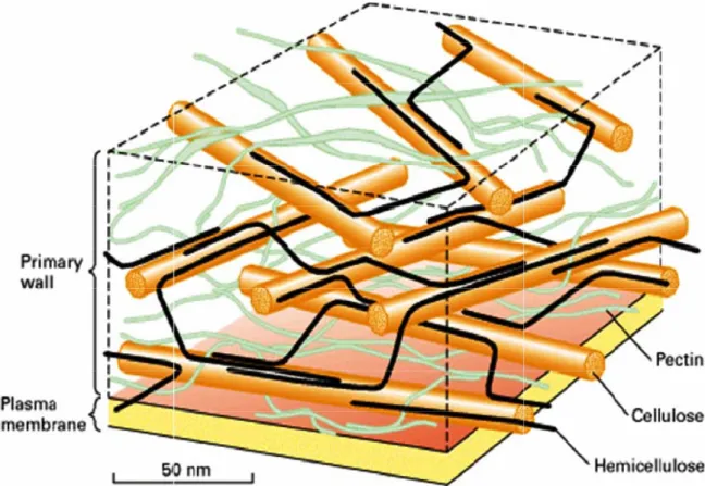 Figure 4: Constituants des parois cellulaires végétales  1.4.1.1. Les celluloses 