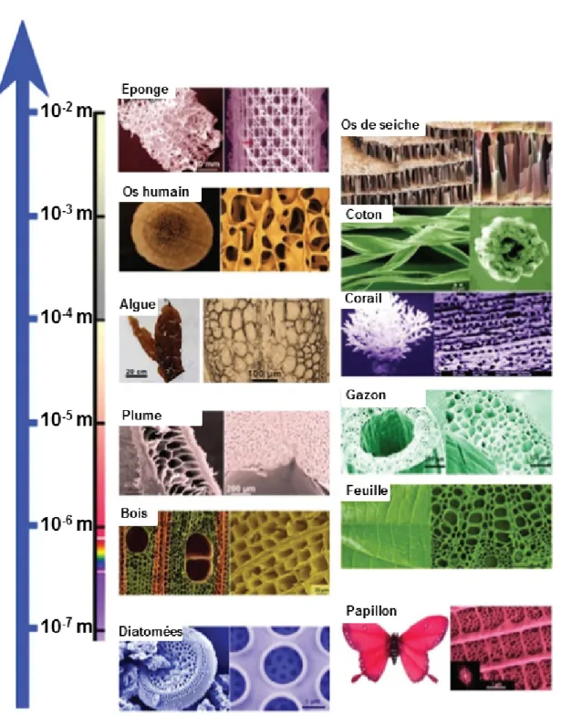 Figure 1.2.2 – Vue d’ensemble de matériaux naturels poreux présentant des structures hiérarchisées à différentes échelles